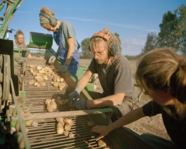 Arbeiten auf dem Kartoffelroder, aus dem Fotobuch was wir säen